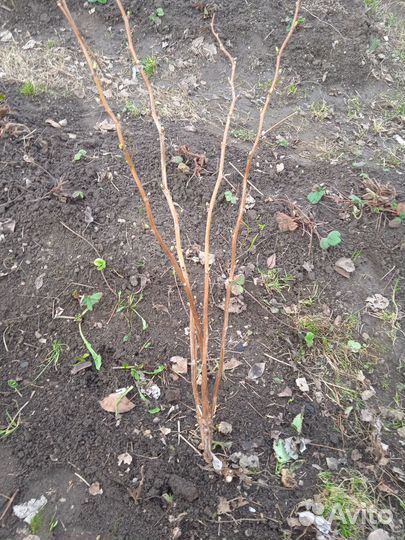 Саженцы желтой малины