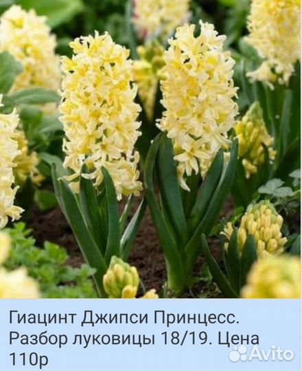 Луковицы Гиацинтов, несколько сортов