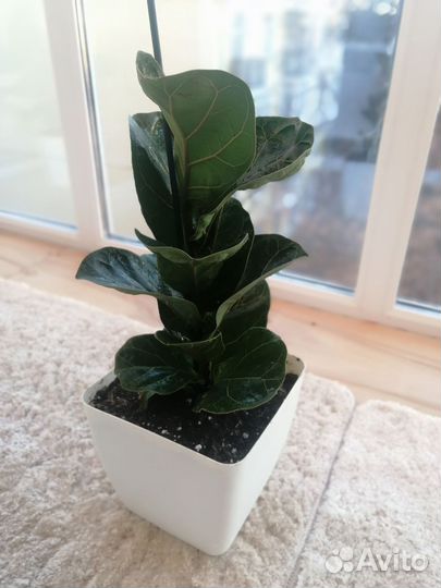 Фикус лирата