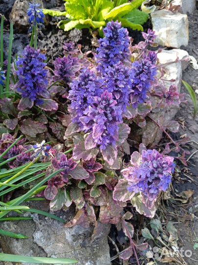 Растения для сада