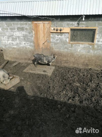 Свиньи живым весом