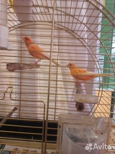 Канарейка и Щегол