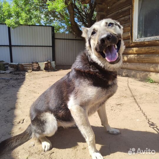 Ищет жениха