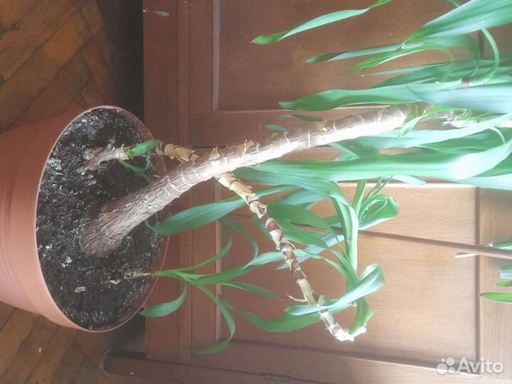 Пальма юкка 150 см