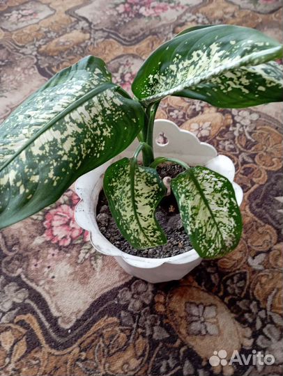 Папоротник кудрявый, диффенбахия