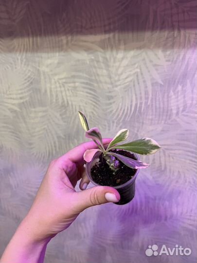 Суккуленты обновлено 20.09