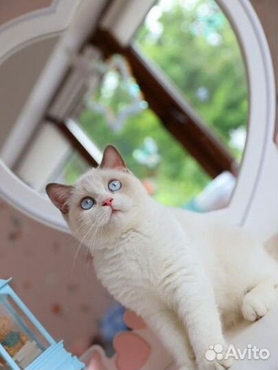 Британский мальчик Биколор Лиловый