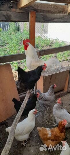 Очень активные,годовалые петухи породы доминант