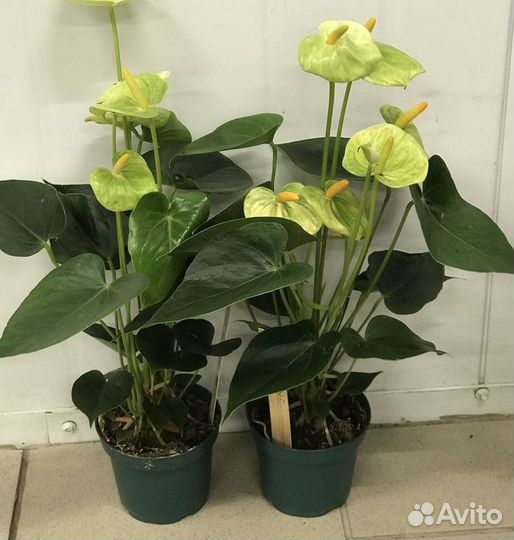 Комнатные растения