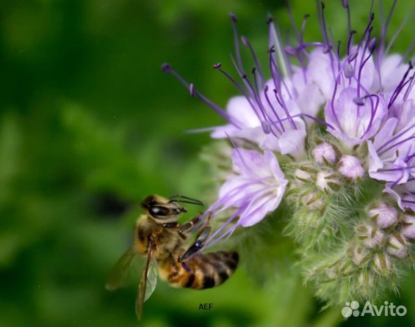 Мед 2024 года натуральный опт