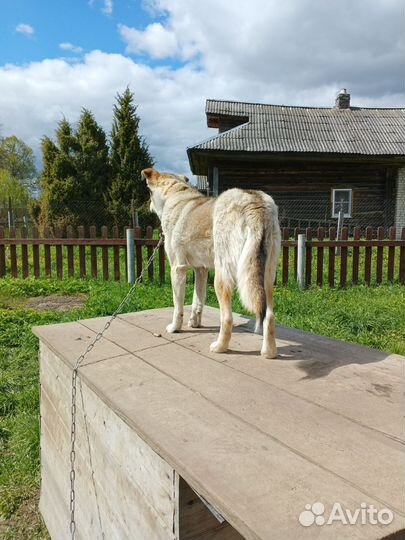 Отдам собаку в добрые руки