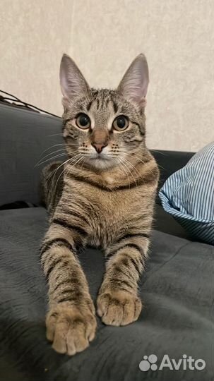 Юная кошка ищет дом и добрые руки