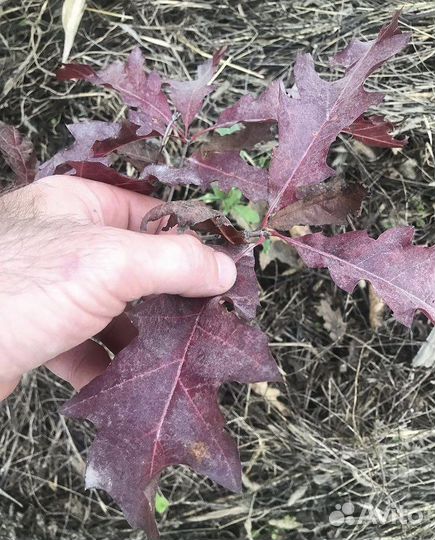 Дуб красный