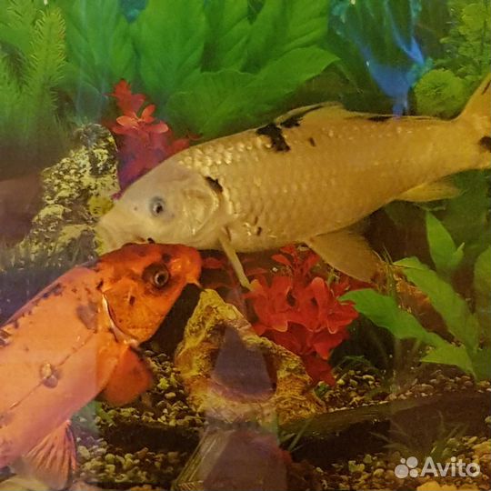 Продаю рыбок