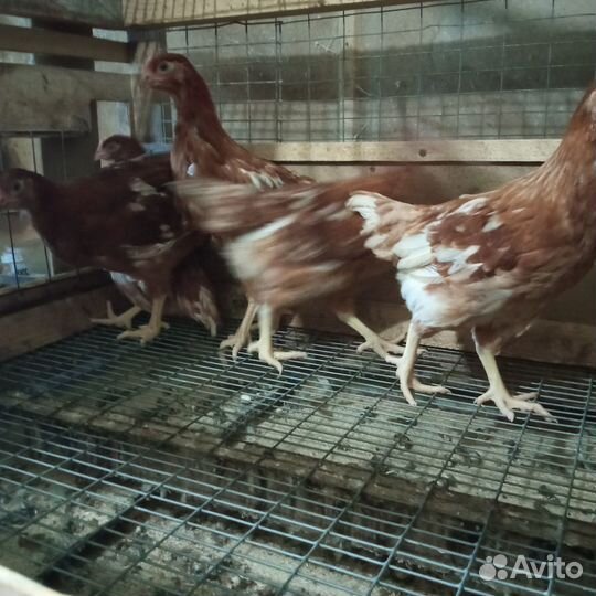Птицы домашние куры