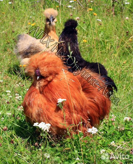 Цыплята китайской шелковой разного возраста