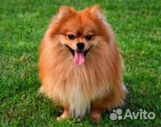 Йоркширский терьер девочка