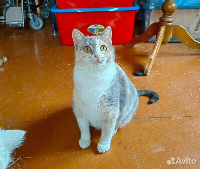 Трёхцветная кошечка ищет любящую семью