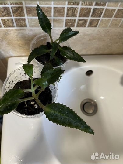 Каланхоэ лечебное