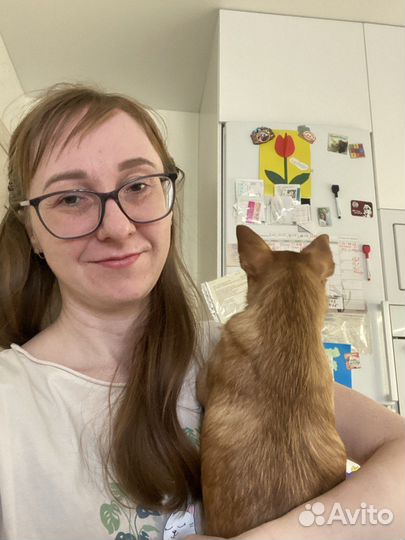 Передержка собак