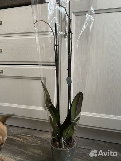 Орхидея дендробиум