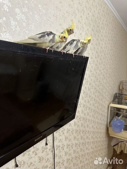 Попугай корелла