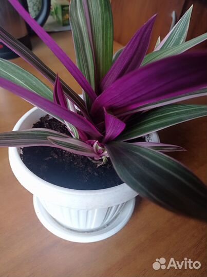 Пестрый рэо комнатный цветок