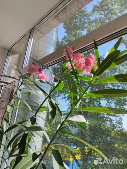 Комнатное растение. Олеандр