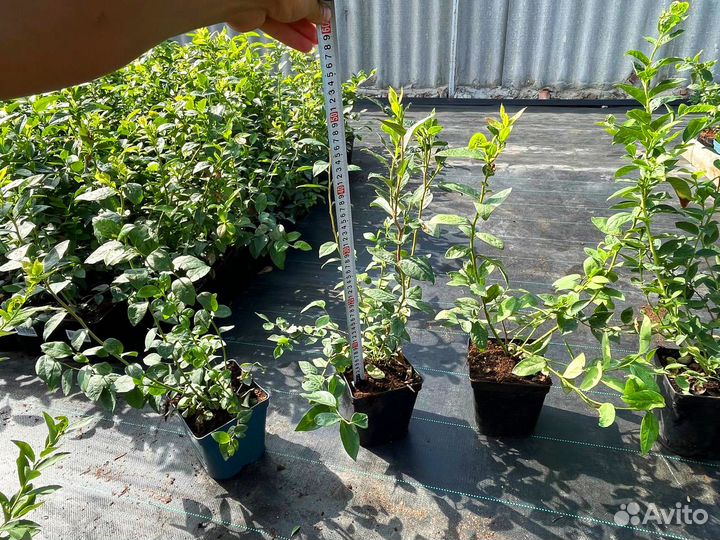 Саженцы голубики от производителя опт и розница