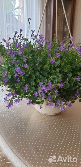 Кампанула- жених, невеста, любовник