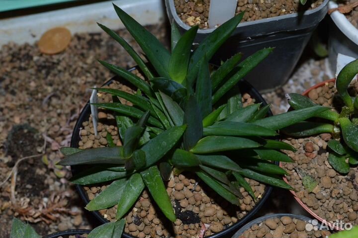 Алоэ Блэк Джэк