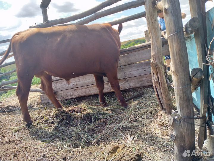 Бычок, 1 год и 3 месяца