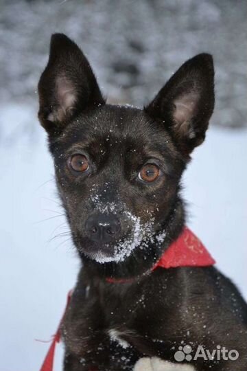 Черри ищет дом