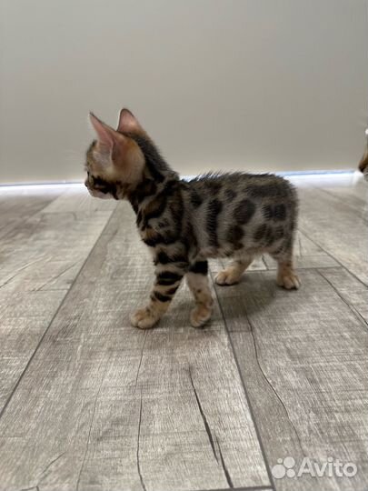 Бенгальские котята
