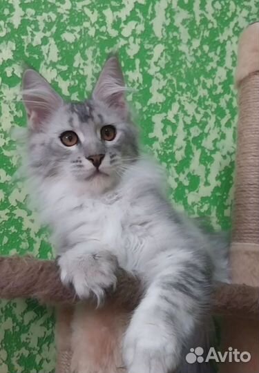 Котята мейн-кун