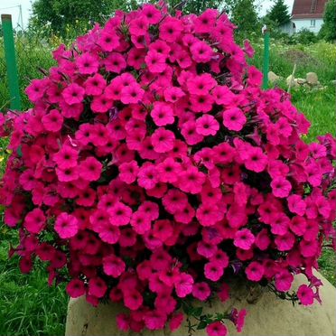 Рассада петунии изи вейф, тайдел, водопадия