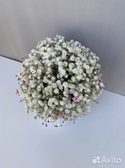 Гипсофила в коробке