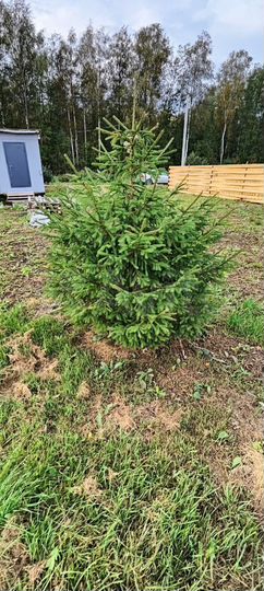 Участок 7,5 сот. (СНТ, ДНП)