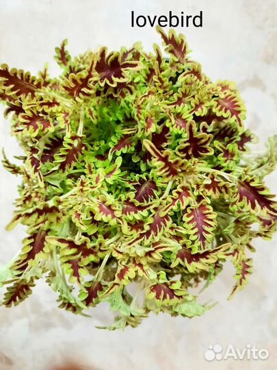 Колеусы, срезы и укоренённые