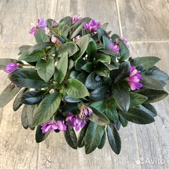 Фиалка Senk's Azalea Trail (трейлер)