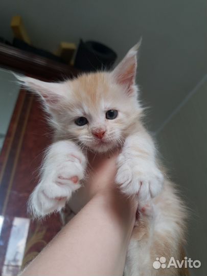 Котенок мейн-кун