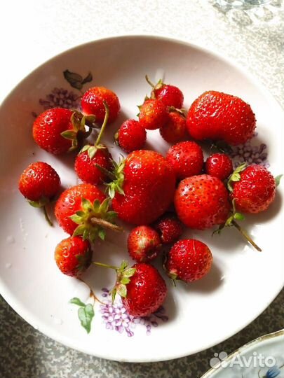 Рассада клубники