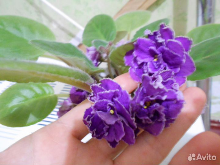 Фиалки сортовые