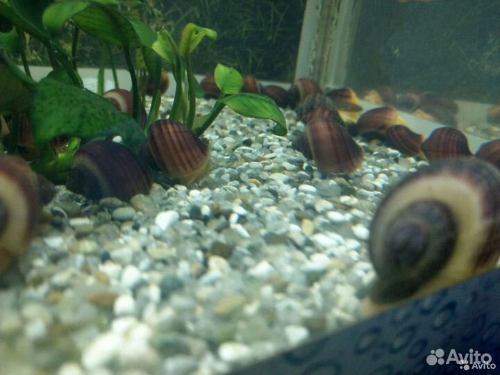 Улитки аквариумные Ампулярия