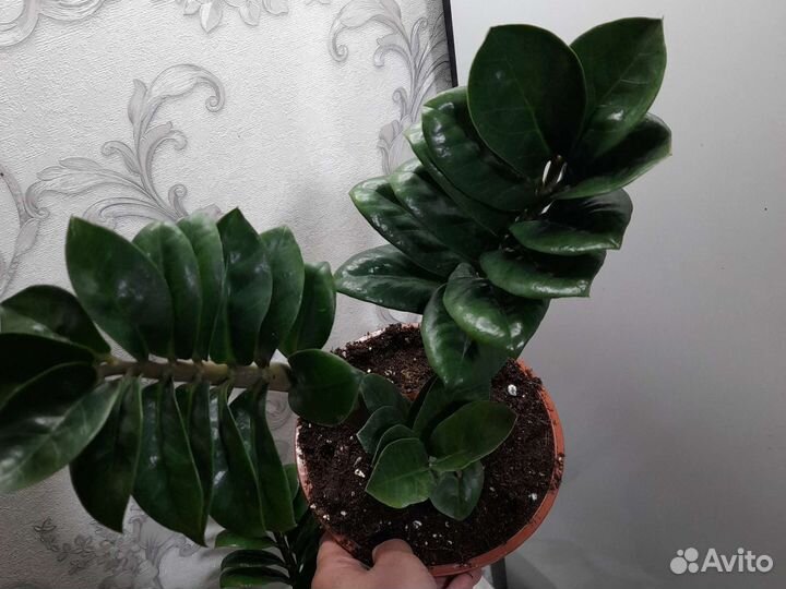 Замиокулькас зензи