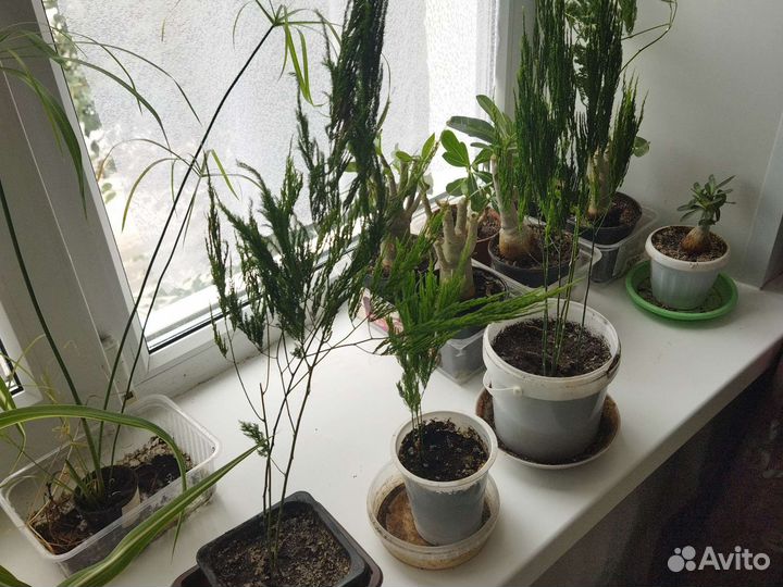 Аспарагус перистый