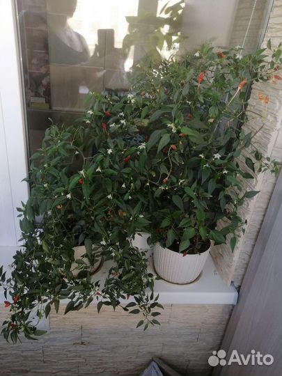 Перец комнатный острый