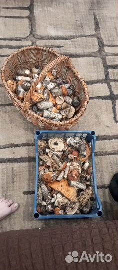 Грибы свежие
