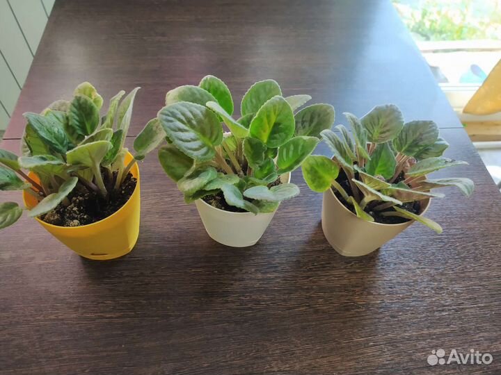 Комнатные цветы кротон, антуриум, и др