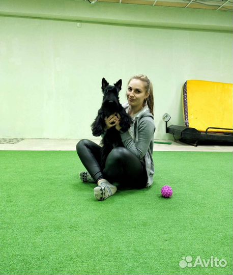 Почасовая аренда спортивного зала для собак